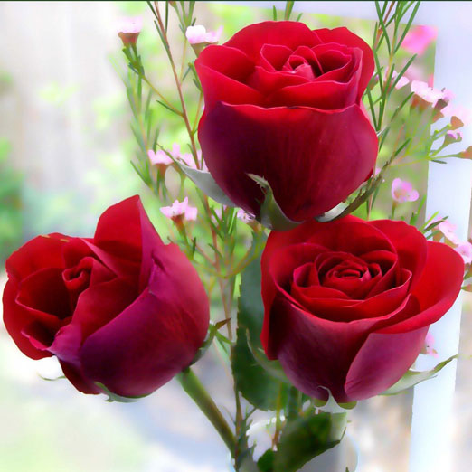 Rosas : 3 Rosas Rojas 70cm.